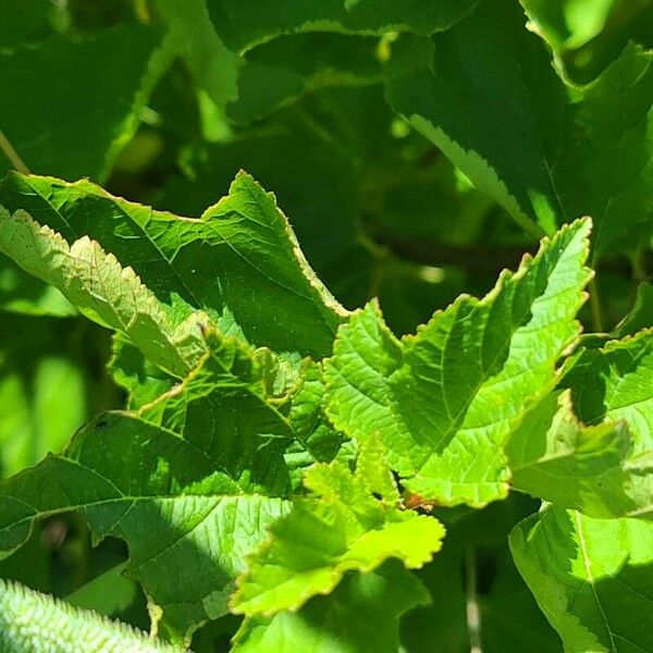 Physocarpus opulifolius Fuelha