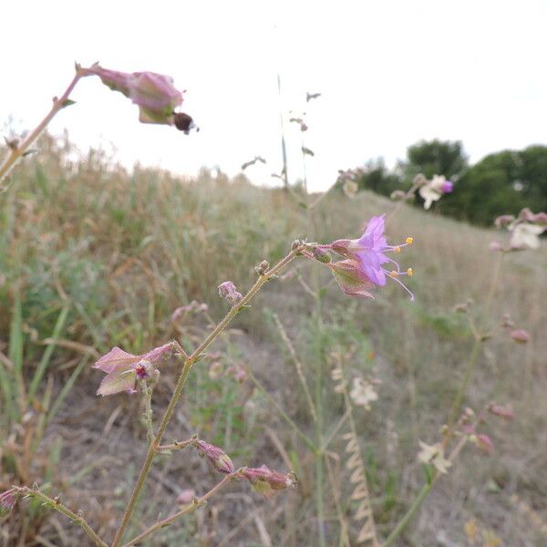 Mirabilis albida Habit