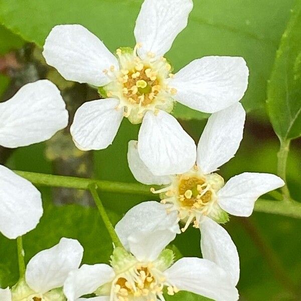 Prunus padus Blomst