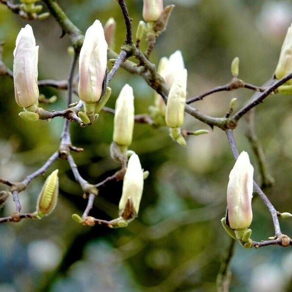 Magnolia denudata Other