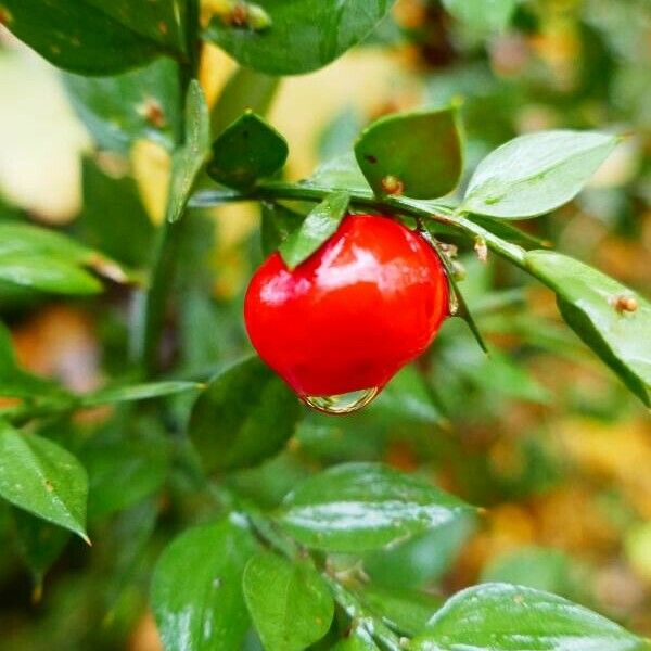 Ruscus aculeatus Плод