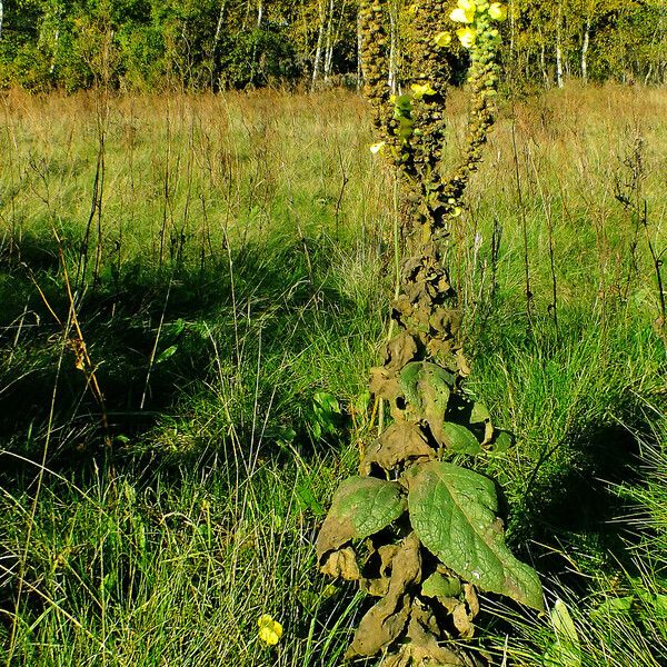 Verbascum thapsus Alkat (teljes növény)