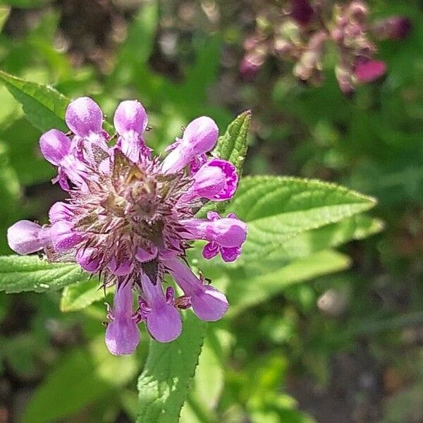 Stachys palustris 花