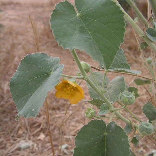 Abutilon pannosum Blomst