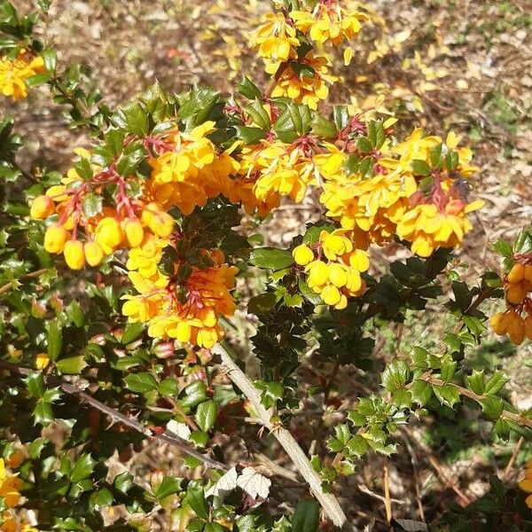 Berberis darwinii Blomma