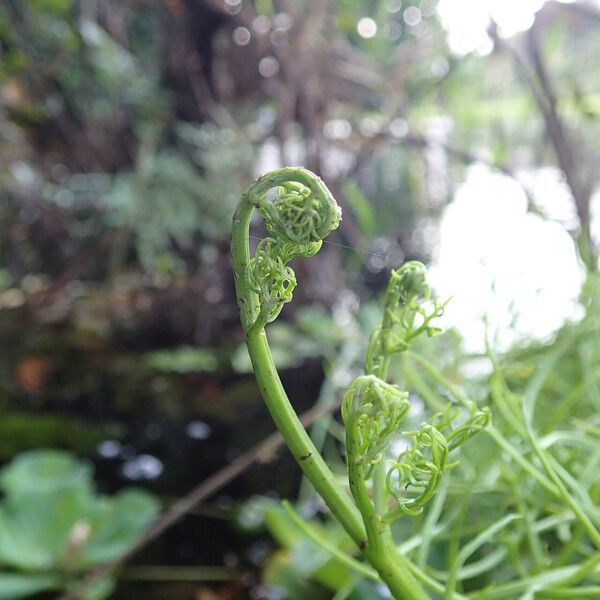 Ceratopteris cornuta Leaf