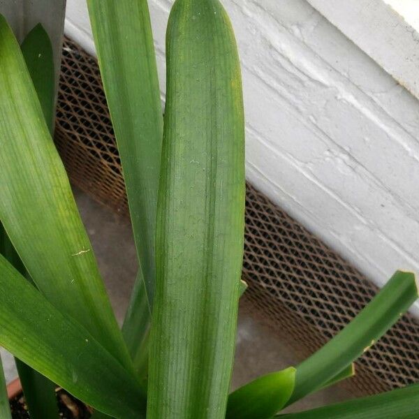 Clivia miniata Leaf