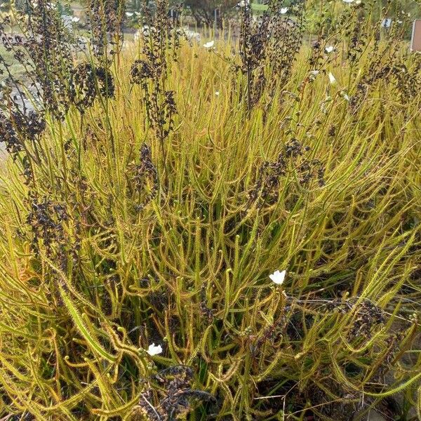 Drosera binata Habit