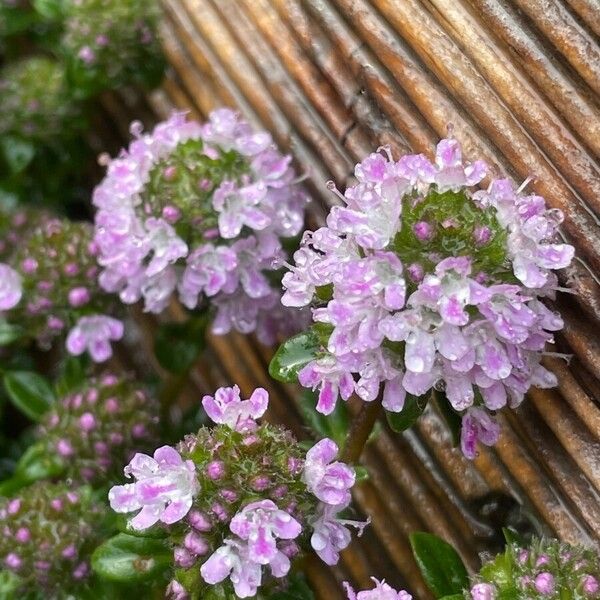 Thymus longicaulis Цветок