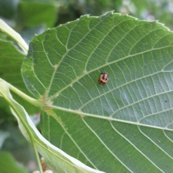 Tilia platyphyllos 葉