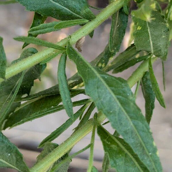 Dittrichia viscosa Leaf