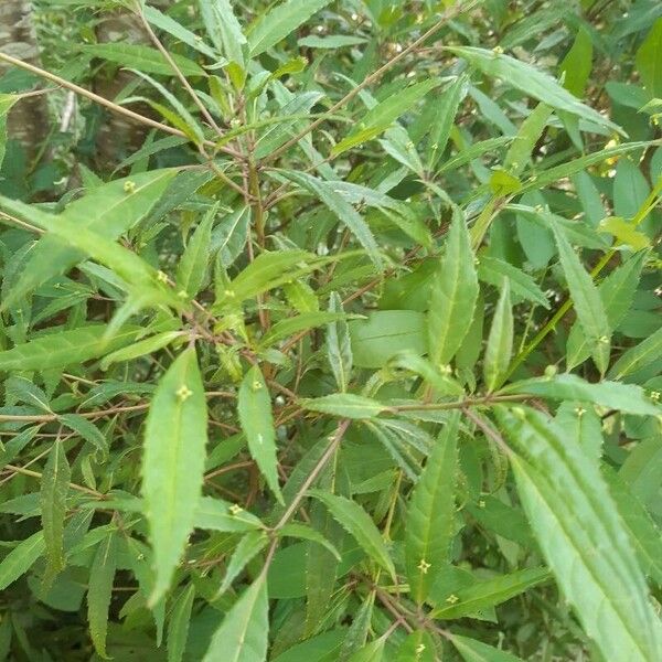 Helwingia chinensis Foglia