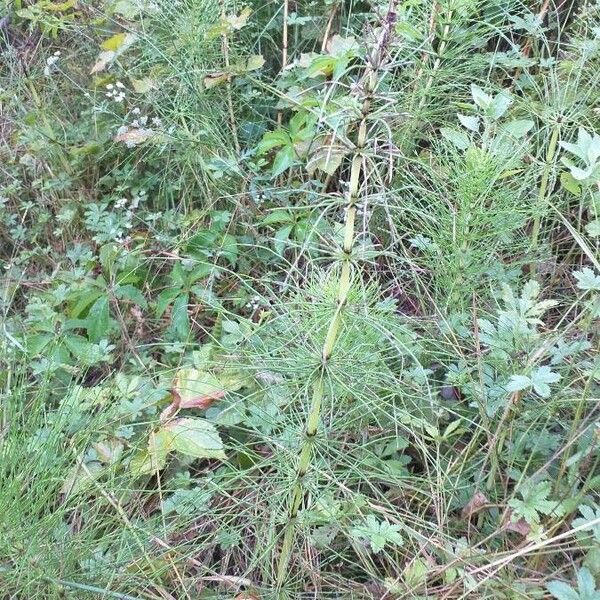 Equisetum telmateia Fulla