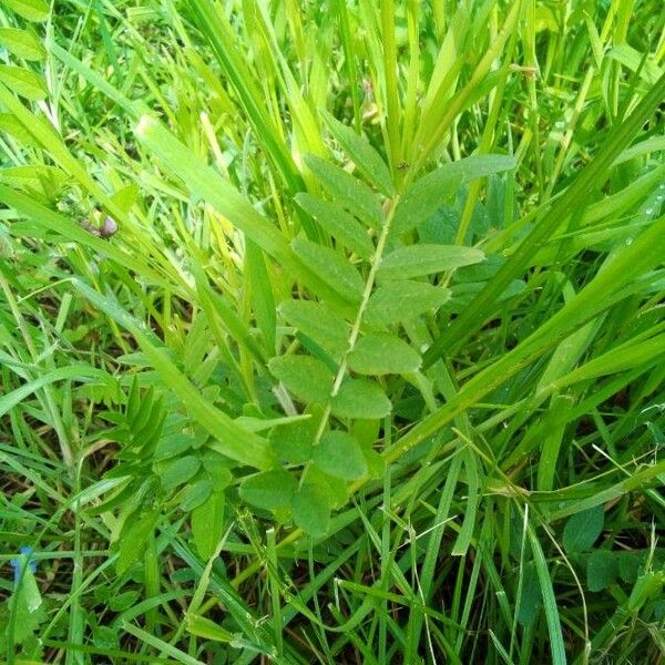 Vicia sepium 葉