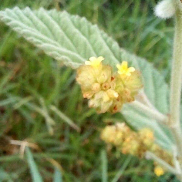 Waltheria indica Flor