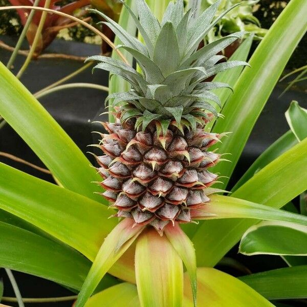 Ananas comosus Frucht