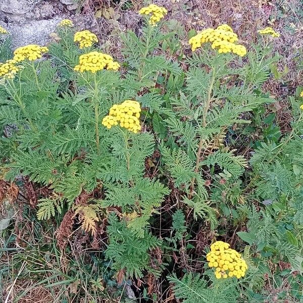 Tanacetum vulgare Habitus