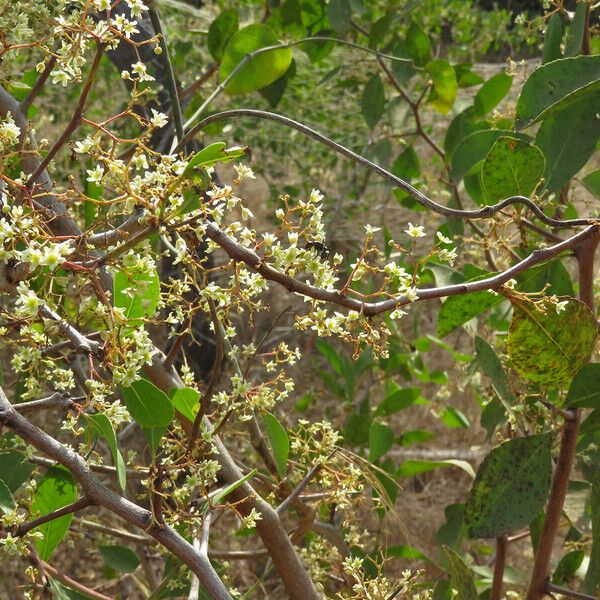 Gymnosporia senegalensis 葉