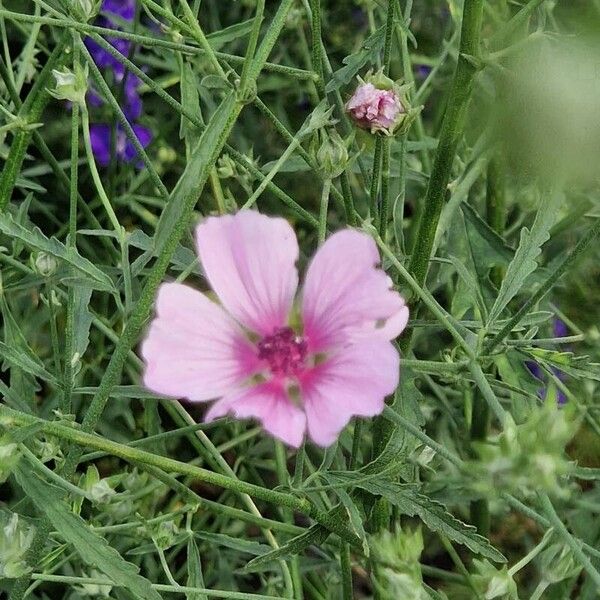 Althaea cannabina 花