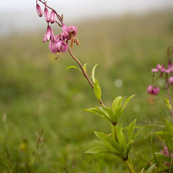 Lilium martagon Хабит