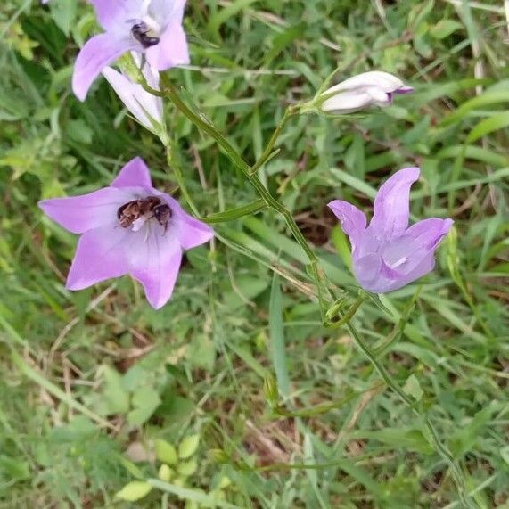 Campanula patula Квітка