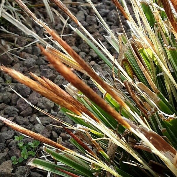 Carex caryophyllea Květ