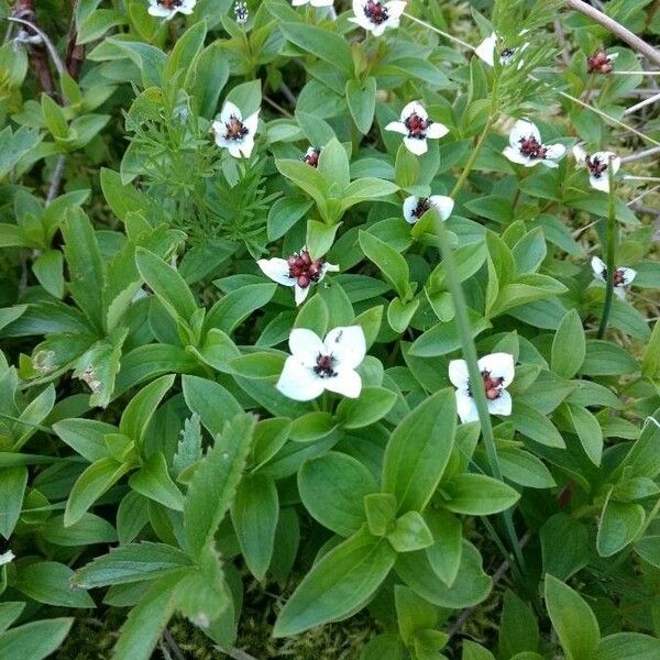 Cornus suecica Цветок