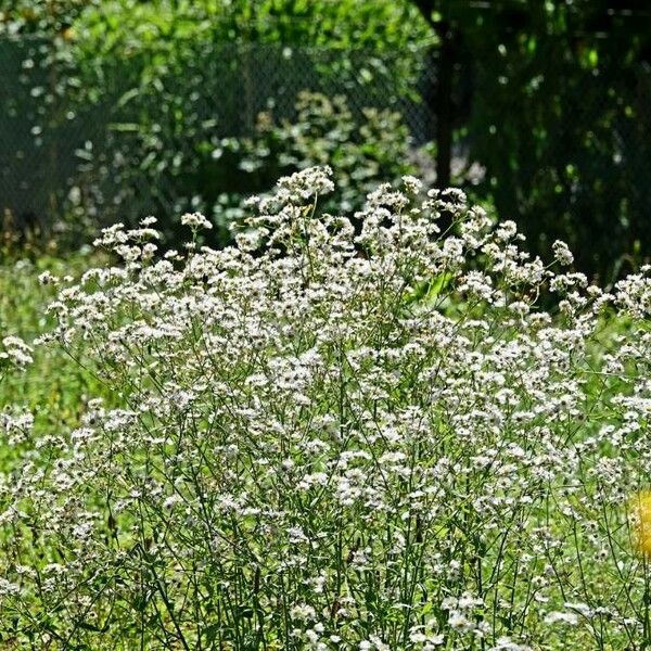 Erigeron strigosus 花