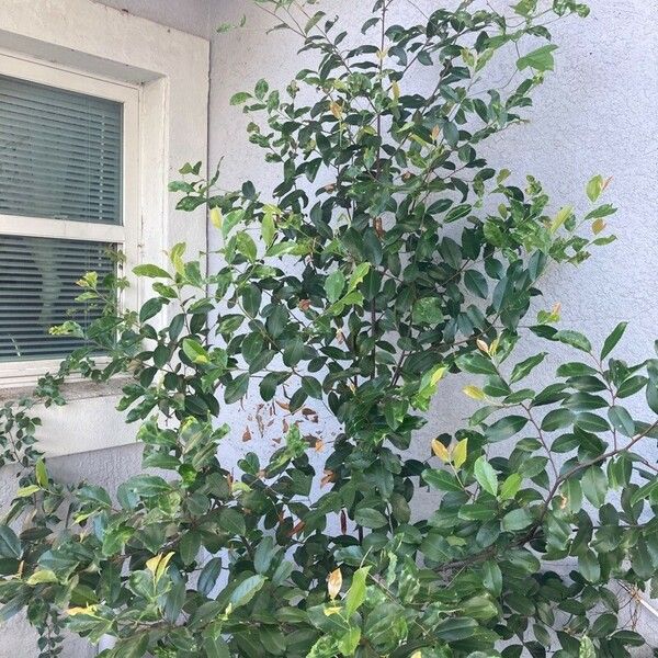 Prunus caroliniana Blomma