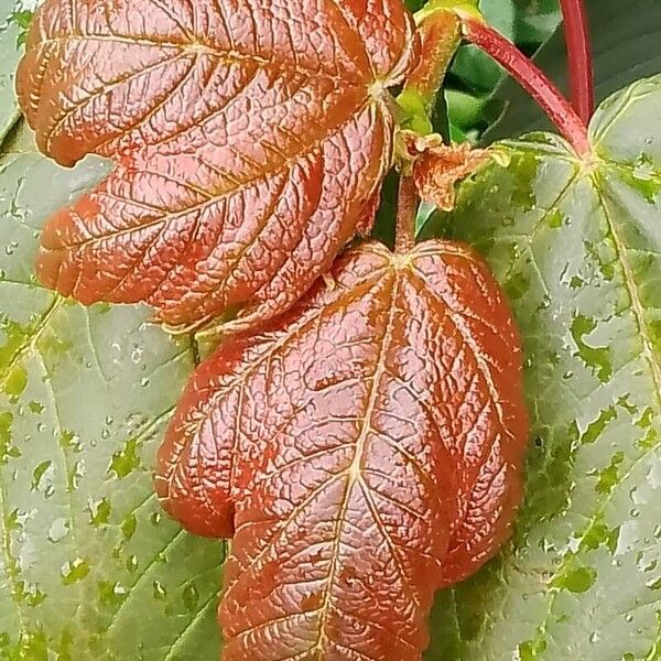 Acer pseudoplatanus Fuelha