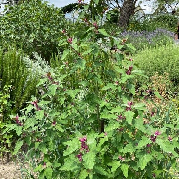 Chenopodium giganteum Habit