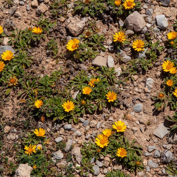 Asteriscus aquaticus Flower