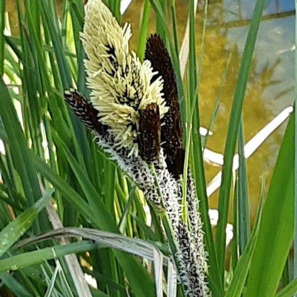 Carex acutiformis Blüte