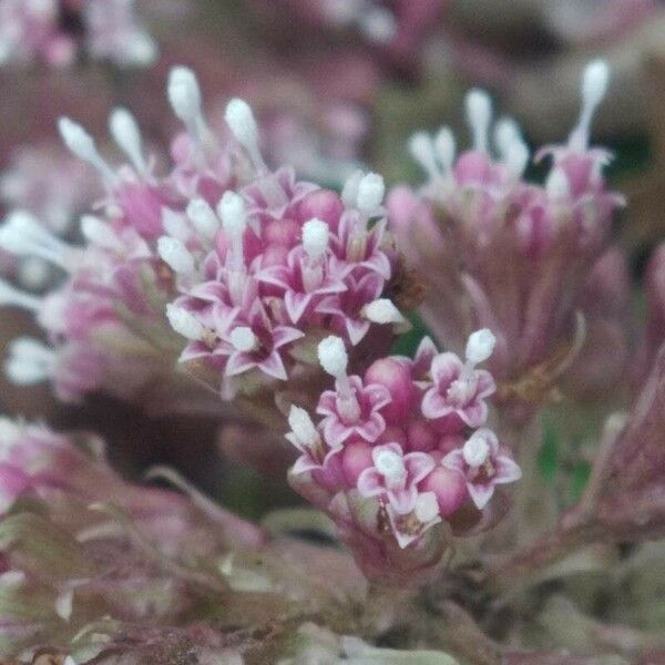 Petasites hybridus Žiedas