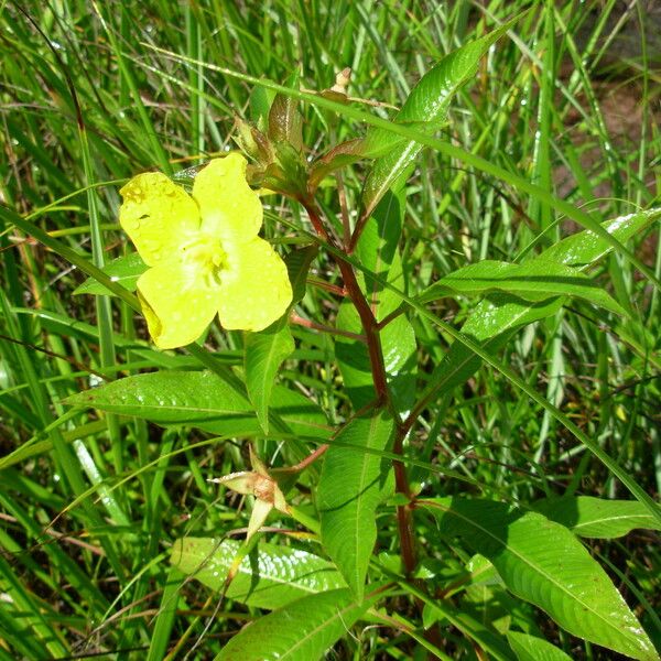 Ludwigia alternifolia Flower