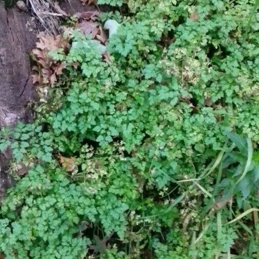 Anthriscus cerefolium Habit