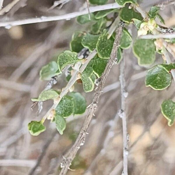 Atraphaxis spinosa Leaf