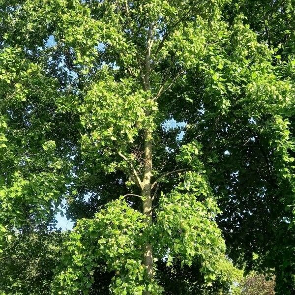 Liriodendron tulipifera Pokrój