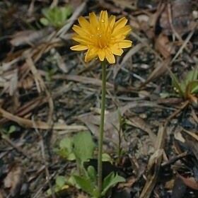 Krigia virginica عادت