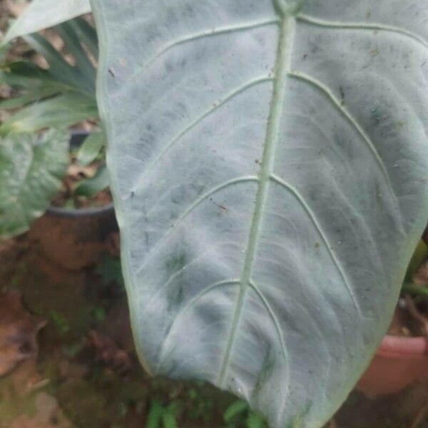 Alocasia longiloba Лист