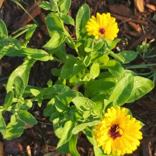 Calendula officinalis Лист