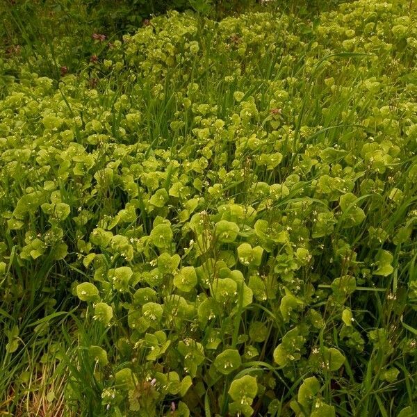 Claytonia perfoliata Συνήθη χαρακτηριστικά