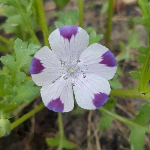 Nemophila maculata Floare