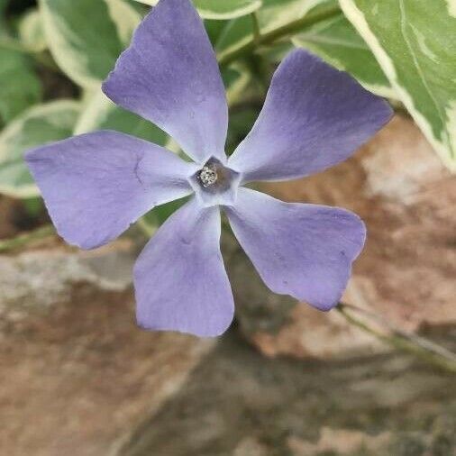 Vinca minor പുഷ്പം