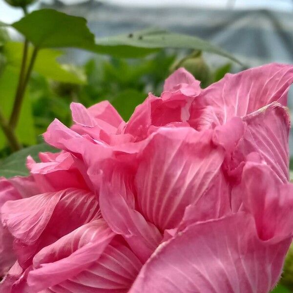 Hibiscus mutabilis Flower