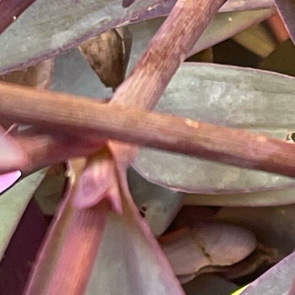 Tradescantia pallida Coajă