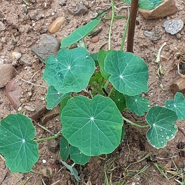 Tropaeolum majus Liść