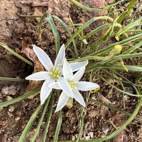 Ornithogalum exscapum Kwiat