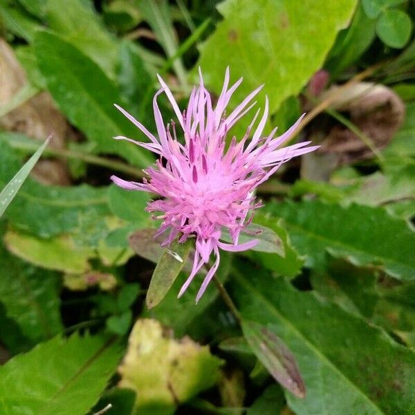 Centaurea nigra Цвят