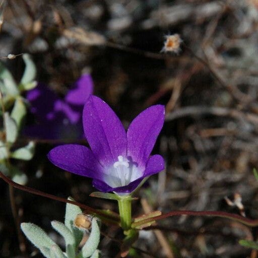 Githopsis pulchella Kukka